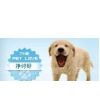 寵物用品市場(chǎng)供應(yīng)與價(jià)格分析 一站式采購(gòu)平臺(tái)傳眾網(wǎng)的作用與優(yōu)勢(shì)